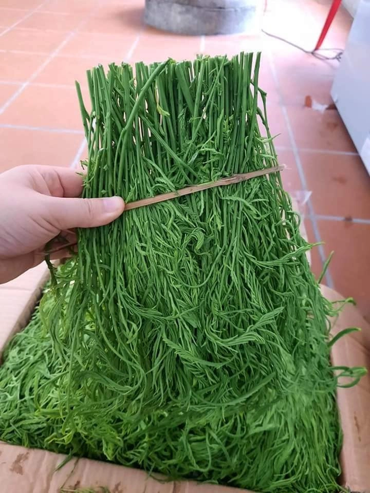 Đặc sản tây bắc đứng xa vẫn thấy khó ngửi càng hái càng mọc ăn bổ lại ngon - 1