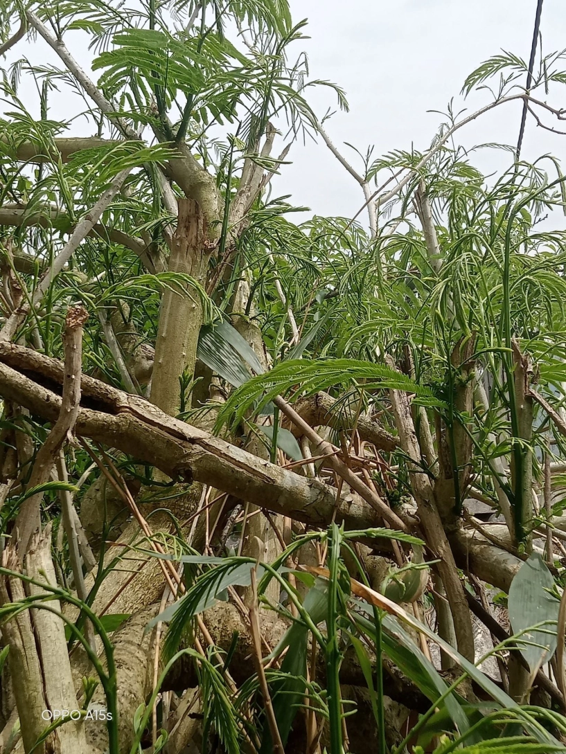 Đặc sản tây bắc đứng xa vẫn thấy khó ngửi càng hái càng mọc ăn bổ lại ngon - 2