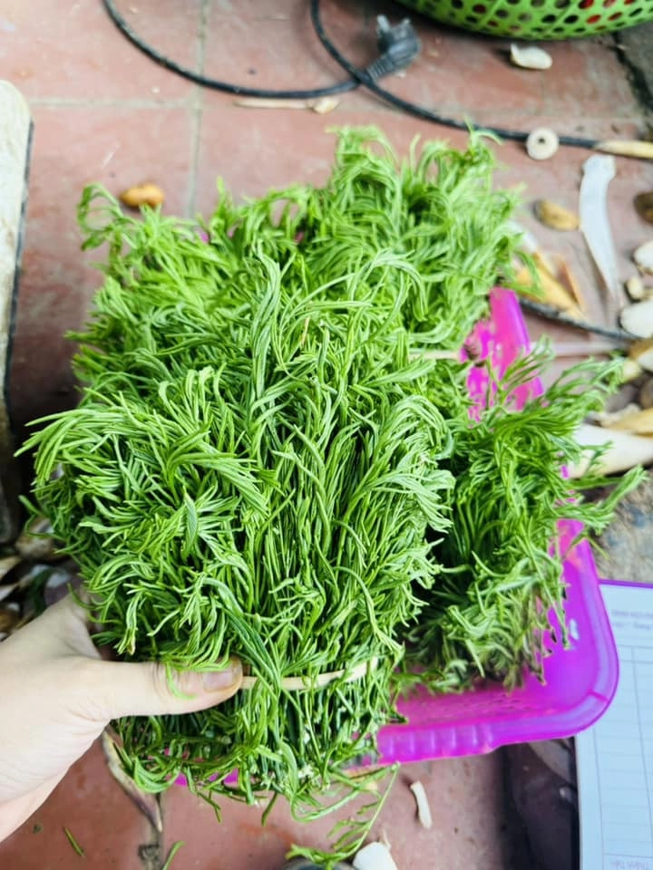 Đặc sản tây bắc đứng xa vẫn thấy khó ngửi càng hái càng mọc ăn bổ lại ngon - 5