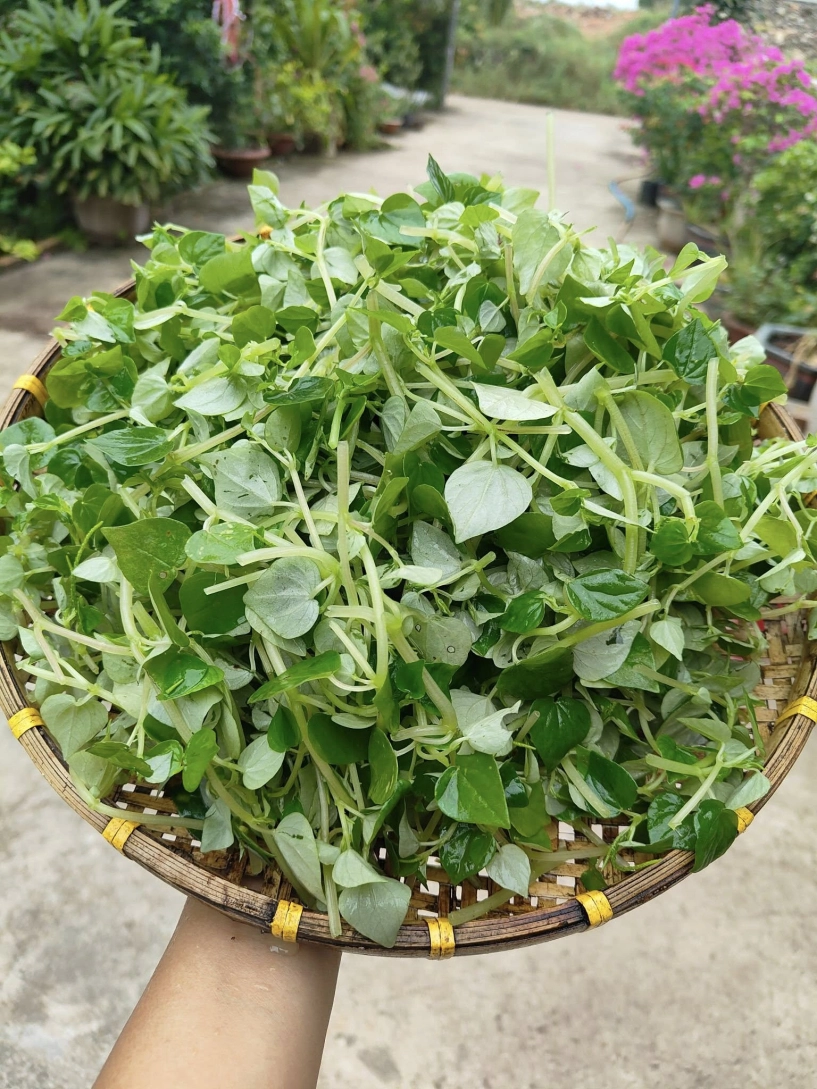 Đặc sản trời ban được ví như thần dược có từ nam ra bắc ăn ngon lại bổ - 1