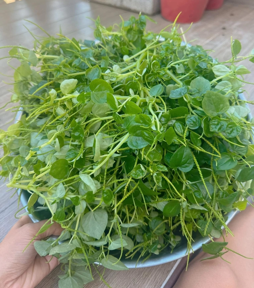 Đặc sản trời ban được ví như thần dược có từ nam ra bắc ăn ngon lại bổ - 7