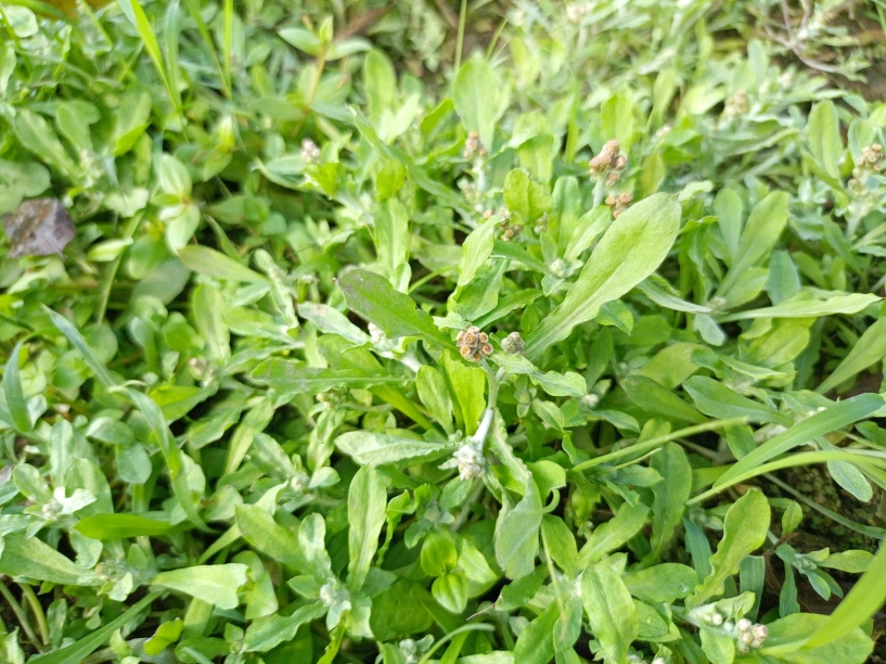 Đặc sản trời ban ở miền bắc có vị lạ người dân hái về làm món trứ danh - 1