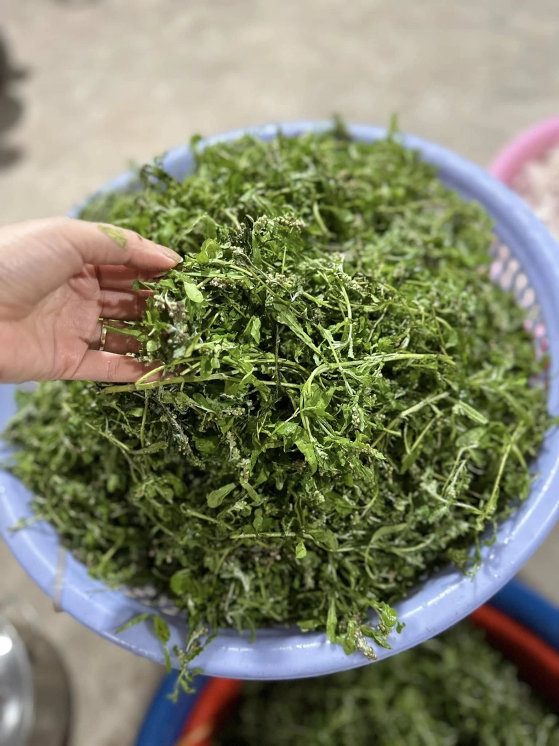 Đặc sản trời ban ở miền bắc có vị lạ người dân hái về làm món trứ danh - 2