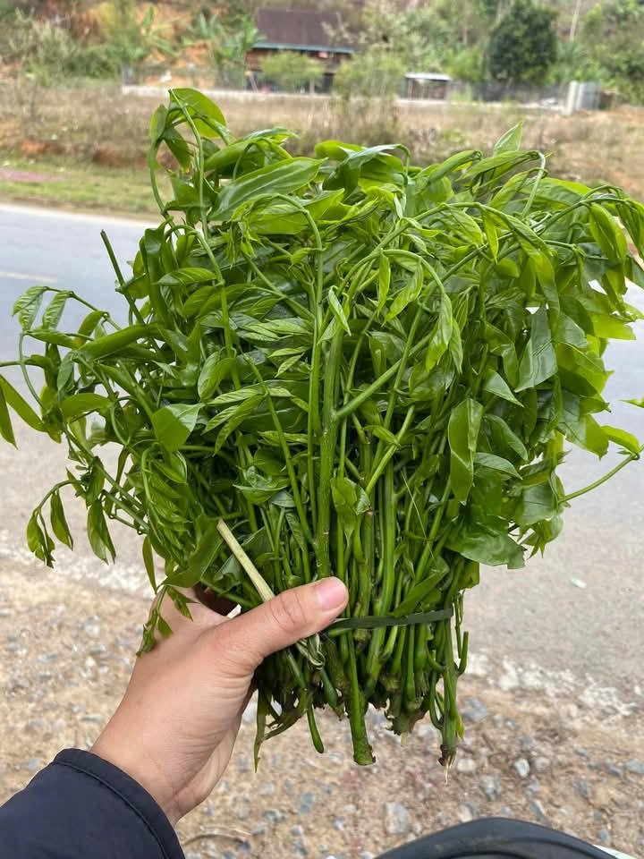 Đặc sản trời ban ở miền bắc vừa ngon vừa bổ ăn ngọt như nước ninh xương - 4