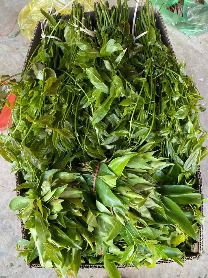 Đặc sản trời ban ở miền bắc vừa ngon vừa bổ ăn ngọt như nước ninh xương - 5
