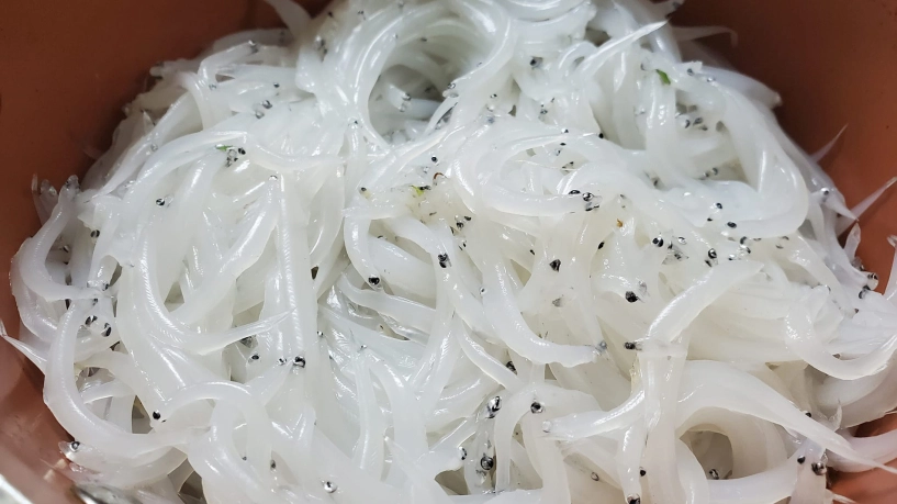 Đặc sản trời cho độc lạ ở tây bắc vớt vội cũng được vài cân ăn ngon hơn tôm - 2