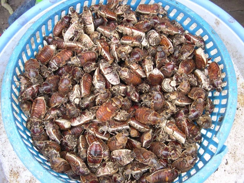 đặc sản từ lòng đất chỉ có vào mùa mưa nhìn thôi đã khiếp sợ nay khiến thực khách tò mò giá 300000 đồngkg - 1