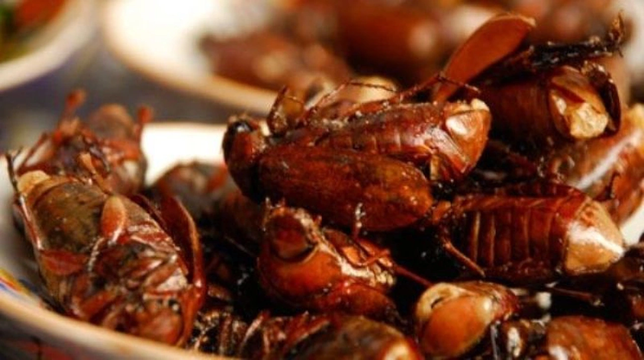 đặc sản từ lòng đất chỉ có vào mùa mưa nhìn thôi đã khiếp sợ nay khiến thực khách tò mò giá 300000 đồngkg - 2