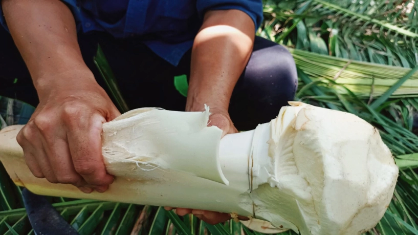 Đặc sản xa xỉ trắng nõn nà đốn cả cây cao hàng mét mới thu được vài kg - 1
