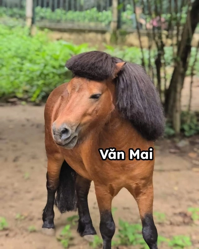 Dàn idol giới trẻ với những cái tên độc lạ ở thảo cầm viên - 3