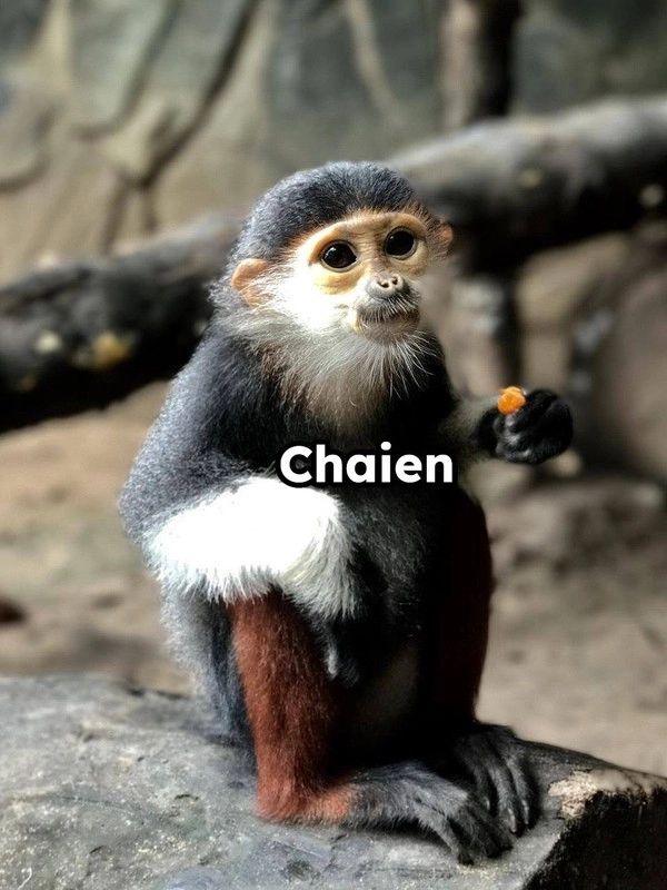 Dàn idol giới trẻ với những cái tên độc lạ ở thảo cầm viên - 4