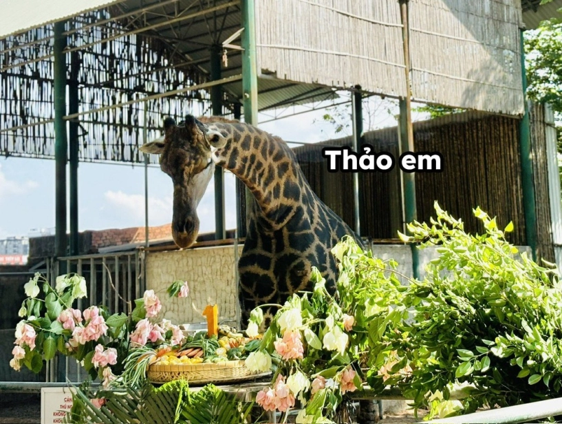 Dàn idol giới trẻ với những cái tên độc lạ ở thảo cầm viên - 9
