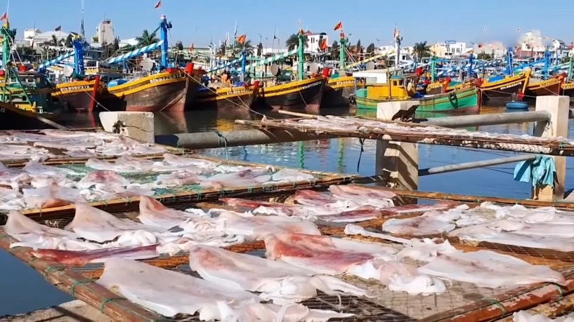 Điều gì làm nên mực một nắng phan thiết ngon nhất thế giới - 3