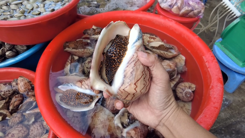 Điều gì làm nên mực một nắng phan thiết ngon nhất thế giới - 5