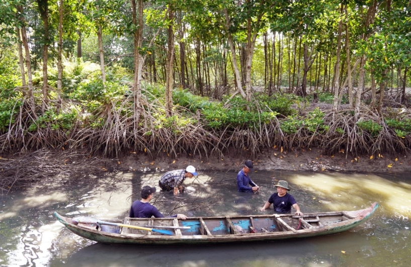 Dỡ chà bắt cá ở đất mũi - 4