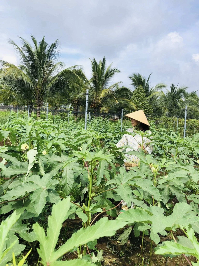 Đôi vợ chồng bỏ phố về quê xây nông trại 3000m2 trồng rau nuôi yến chỉ 30 triệu cải tạo đất và kết quả đẹp như tranh - 6
