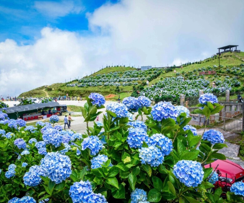 Du khách rủ nhau lên lạng sơn chiêm ngưỡng dàn hoa tú cầu nở rộ trên đỉnh núi được mệnh danh lạnh nhất việt nam - 1