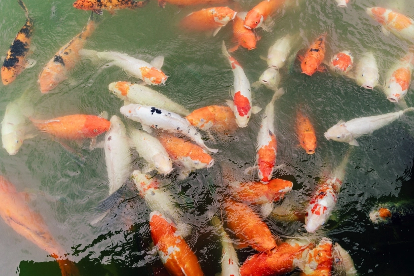 Dừng chân bên lăng vua tự đức thưởng lãm cảnh đẹp nên thơ - 17