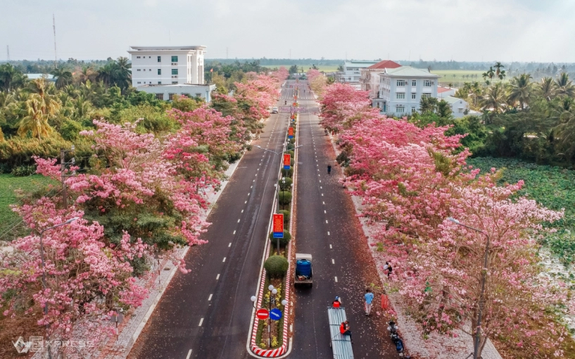 Đường kèn hồng đẹp nhất miền tây hút khách - 1