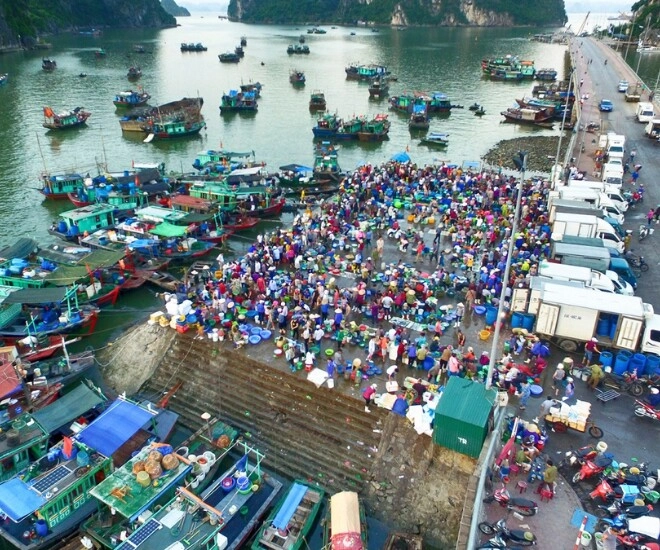 Ghé khu chợ bán hải sản tươi ngon nhất quảng ninh toàn cá mực vừa đánh bắt từ biển về giá siêu rẻ - 1