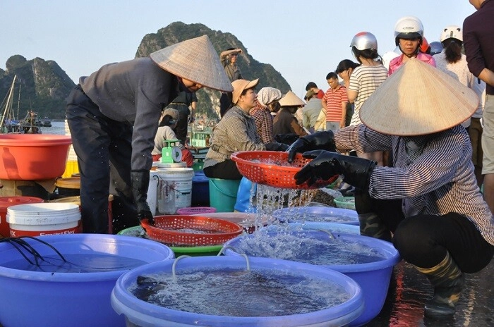 Ghé khu chợ bán hải sản tươi ngon nhất quảng ninh toàn cá mực vừa đánh bắt từ biển về giá siêu rẻ - 3