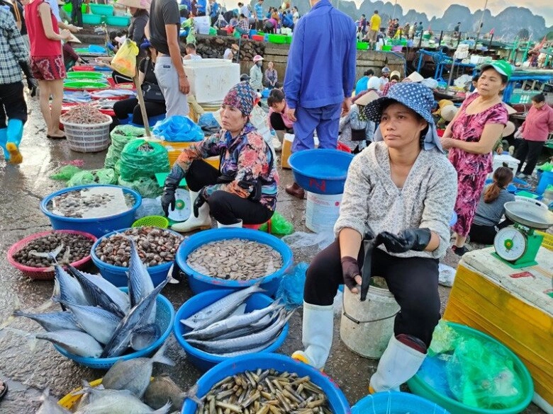 Ghé khu chợ bán hải sản tươi ngon nhất quảng ninh toàn cá mực vừa đánh bắt từ biển về giá siêu rẻ - 4