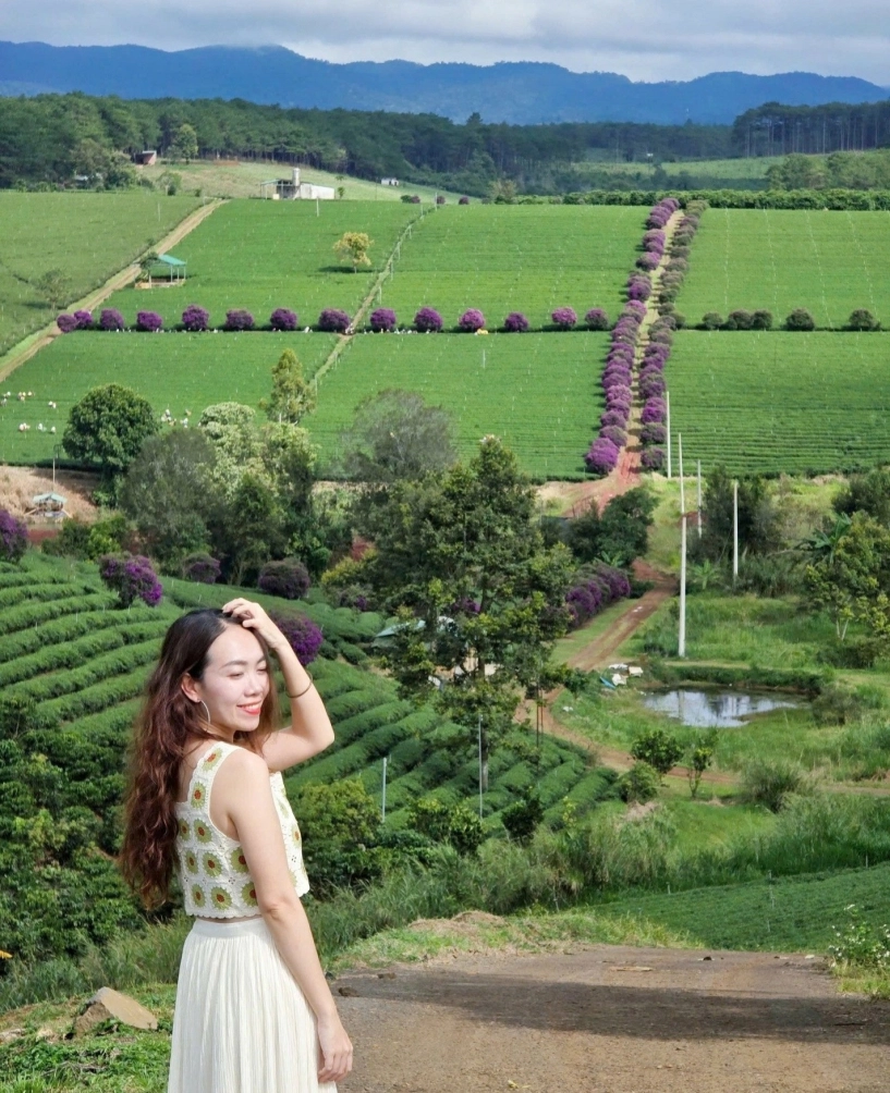 Giới trẻ đổ xô đến nông trường ở lâm đồng check-in hoa mua tím đẹp như tranh - 3