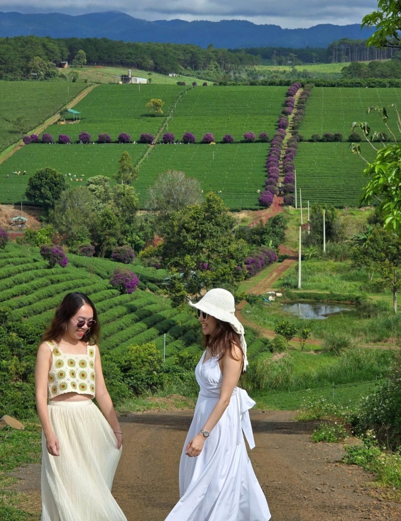 Giới trẻ đổ xô đến nông trường ở lâm đồng check-in hoa mua tím đẹp như tranh - 5