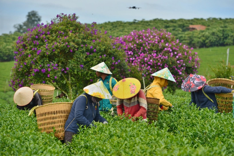 Giới trẻ đổ xô đến nông trường ở lâm đồng check-in hoa mua tím đẹp như tranh - 11