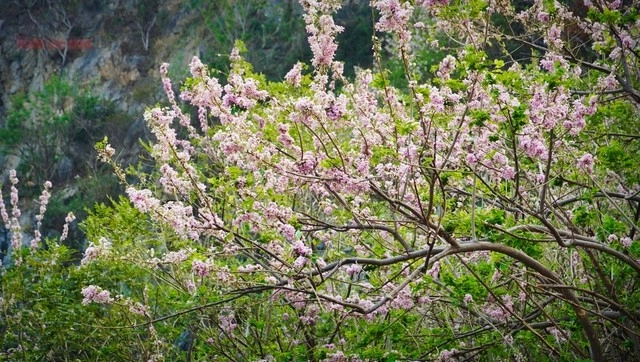Hàng ngàn cây đỗ mai khoe sắc ở tp vũng tàu khiến du khách mê mẩn - 1