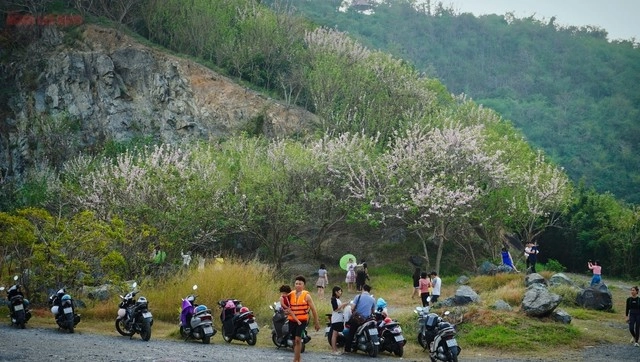 Hàng ngàn cây đỗ mai khoe sắc ở tp vũng tàu khiến du khách mê mẩn - 4
