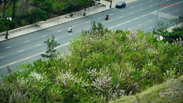 Hàng ngàn cây đỗ mai khoe sắc ở tp vũng tàu khiến du khách mê mẩn - 6