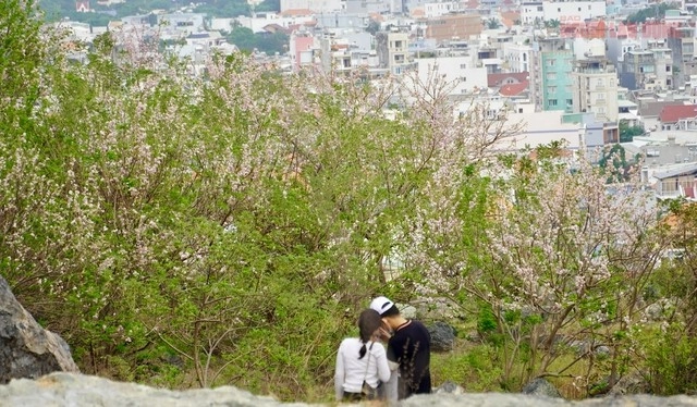 Hàng ngàn cây đỗ mai khoe sắc ở tp vũng tàu khiến du khách mê mẩn - 10