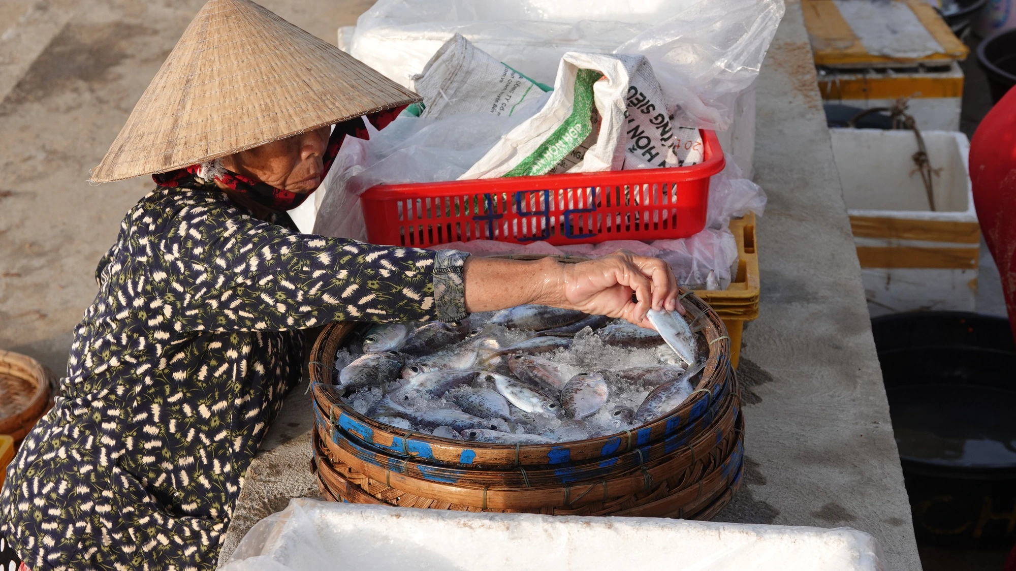 Hàng trăm phụ nữ đổ về khu chợ cá quảng ngãi mỗi sớm tinh mơ cái tên lạ khiến nhiều người khó hiểu - 4