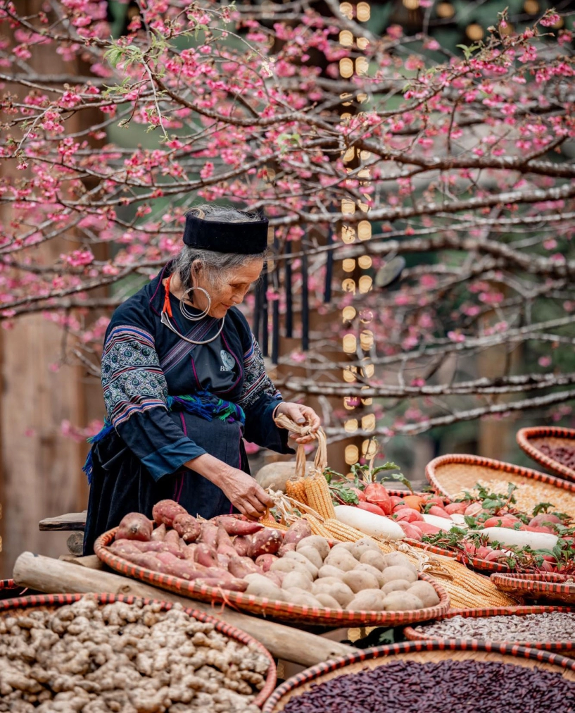 Hoa anh đào đã rực rỡ khoe sắc ở cát cát - 2
