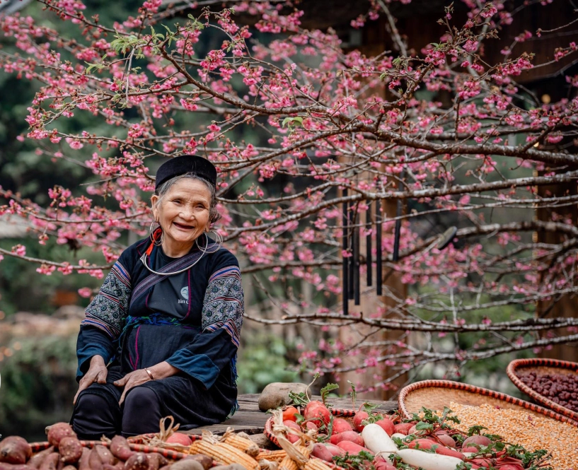 Hoa anh đào đã rực rỡ khoe sắc ở cát cát - 3
