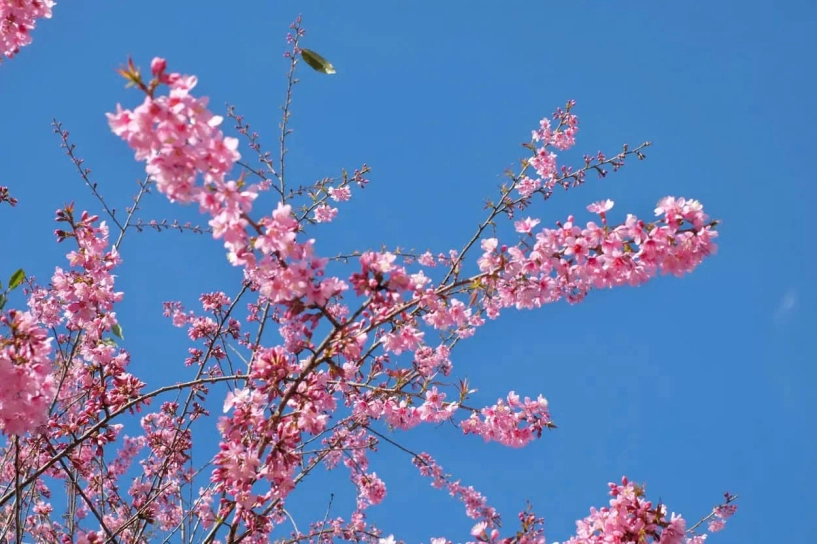 Hoa anh đào đã rực rỡ khoe sắc ở cát cát - 4