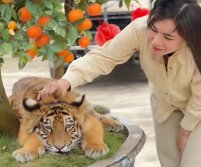 idol mới nổi gọi tên ngao là chúa sơn lâm nhưng vẻ ngoại nũng nịu chiến thần ngoại giao hút khách du lịch về nghệ an - 1