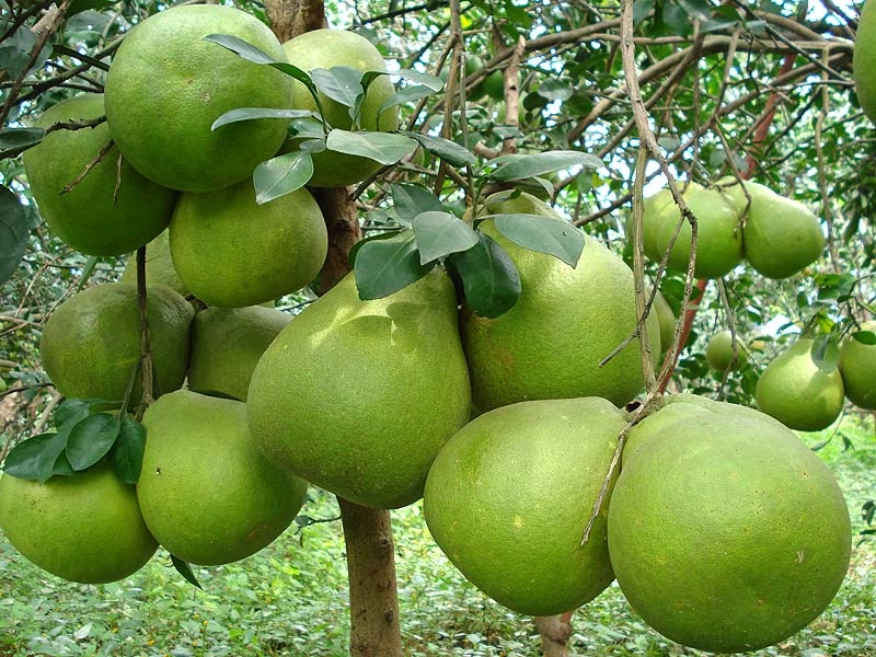 Khám phá ngọn núi vừa đẹp vừa huyền bí ở đồng nai hút khách du lịch quanh năm được ví như đà lạt của đông nam bộ - 7
