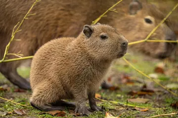 Không cần đến nam mỹ capybara - thánh chill của thế giới động vật đã về đến thảo cầm viên sài gòn - 2