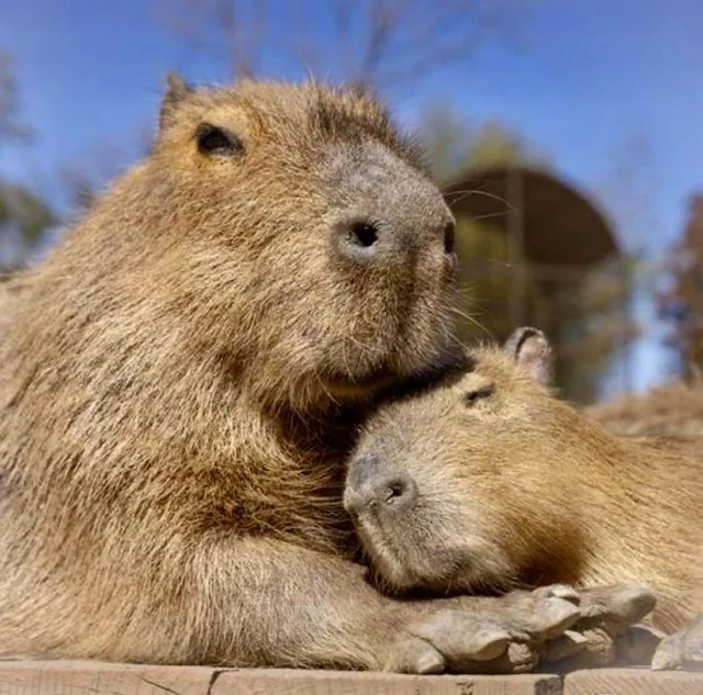Không cần đến nam mỹ capybara - thánh chill của thế giới động vật đã về đến thảo cầm viên sài gòn - 3
