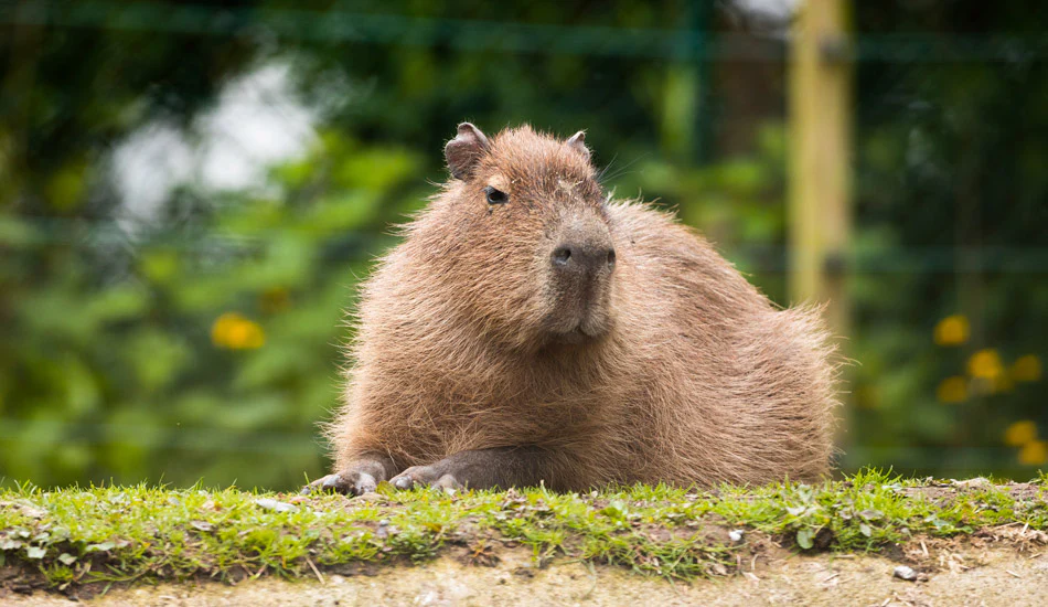 Không cần đến nam mỹ capybara - thánh chill của thế giới động vật đã về đến thảo cầm viên sài gòn - 4