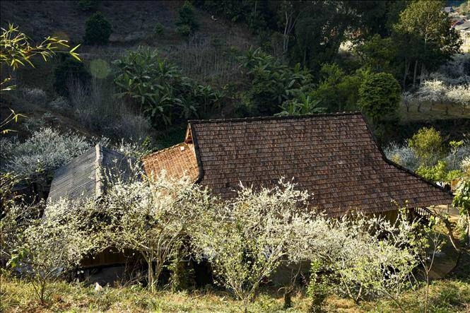 Không chỉ có mộc châu top 5 địa điểm ngắm hoa mận đẹp như chốn thiên đường - 9