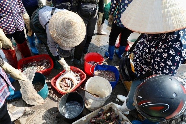 Khu chợ hải sản sầm uất nhất nam định hàng tấn cá tôm bán hết veo chỉ trong 2 tiếng - 4