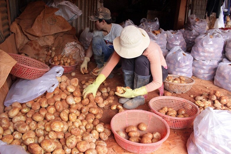 Khu chợ nông sản lớn nhất đà lạt chỉ toàn rau củ tại vườn tươi ngon khách đến mua hàng thùng về làm quà - 3