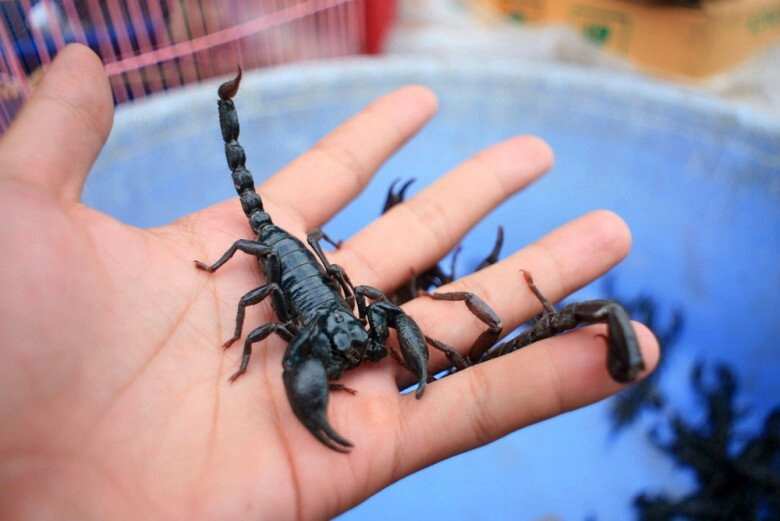 Kỳ lạ chợ côn trùng lớn nhất miền tây cánh đàn ông thích mê vì lời đồn xuân dược - 3