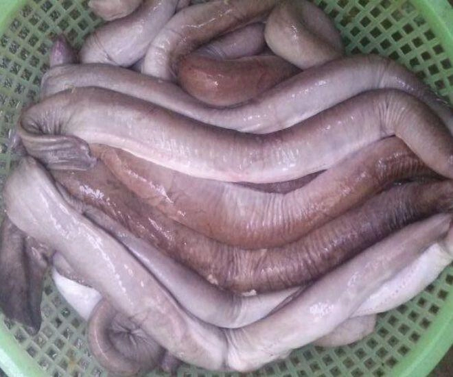 Loài cá bề ngoài khiến nhiều người sợ chết khiếp lại là đặc sản bình định có cái tên thoắt ẩn thoắt hiện gây tò mò - 1