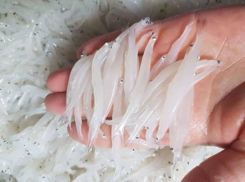 Loài cá cả năm chỉ xuất hiện một lần từng bị chê nhỏ xíu không đáng ăn giờ thành đặc sản được săn lùng có tiền chưa chắc mua được - 1