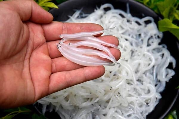 Loài cá cả năm chỉ xuất hiện một lần từng bị chê nhỏ xíu không đáng ăn giờ thành đặc sản được săn lùng có tiền chưa chắc mua được - 2