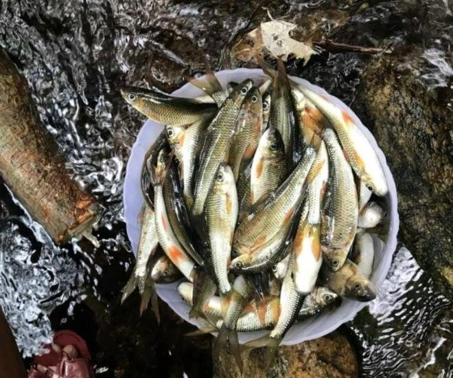 Loài cá chỉ có ở nghệ an là đặc sản thơm ngon nức tiếng nay hiếm đến mức phải bảo tồn dù giá lên tới 400000 đồngkg - 1